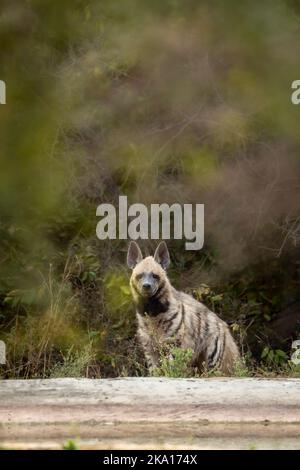 Hyena ou hyena à rayures sauvages tête sur avec contact avec les yeux près du trou d'eau dans fond vert naturel pendant le safari dans la jungle en plein air dans jhalana jaipur Banque D'Images