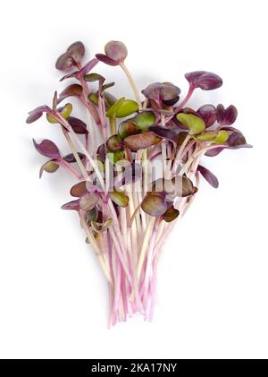 Bouquet de microverts de radis rouges. Plantules, pousses et jeunes plantes prêtes à manger de la variété Raphanus sativus, un légume de racine comestible. Banque D'Images