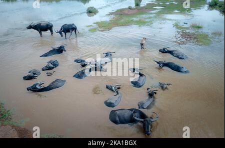 Baignade à Buffalo, baignade dans le marais Banque D'Images