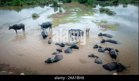 Baignade à Buffalo, baignade dans le marais Banque D'Images