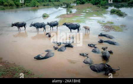 Baignade à Buffalo, baignade dans le marais Banque D'Images