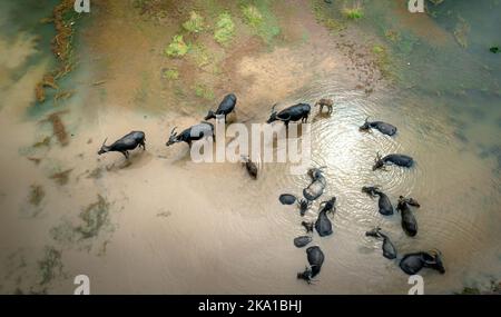 Baignade à Buffalo, baignade dans le marais Banque D'Images