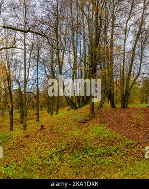 Paysages d'automne dans le parc Sergeevka sur le territoire de l'ancien domaine des Leuchtenbergskys dans la région de Leningrad. Banque D'Images