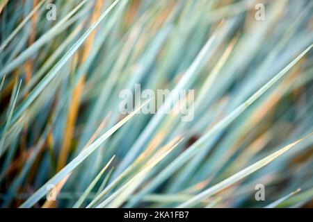Cadre décoratif sélectif gros plan sur fond floral défocatif. Herbe à blé argentée. Bord bleu. Herbe verte à rayures et rebord variable Banque D'Images