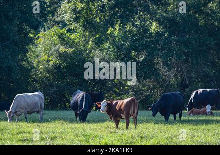 Diverses races de bovins de boucherie dans un pâturage ensoleillé de l'Alabama en juillet. Banque D'Images