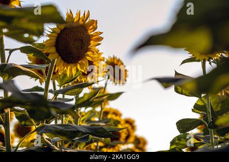 Vue de tournesols (Helianthus annuus) dans un champ d'un angle bas avec ciel soufflé. Banque D'Images