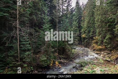 Une petite rivière dans une forêt de conifères dans une zone montagneuse. Banque D'Images