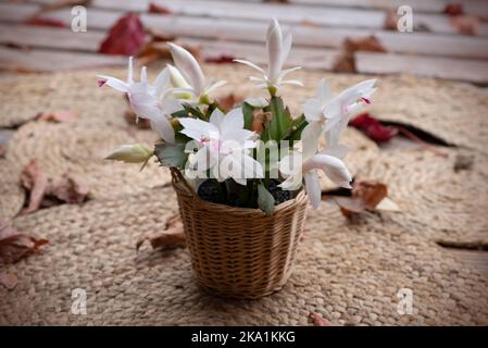 Schlumbergera truncata, ou de fausses fleurs de cactus de Noël dans un pot. La matraque Schlumbergera blanche en fleurs dans un panier tissé Banque D'Images