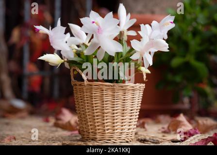 Schlumbergera truncata, ou de fausses fleurs de cactus de Noël dans un pot. La matraque Schlumbergera blanche en fleurs dans un panier tissé Banque D'Images