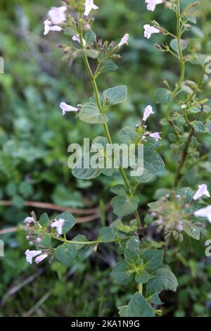Clinopodium menthifolium subsp. Menthifolium, Calamintha sylvatica, Calamint de bois, Lamiaceae. Une plante sauvage en automne. Banque D'Images