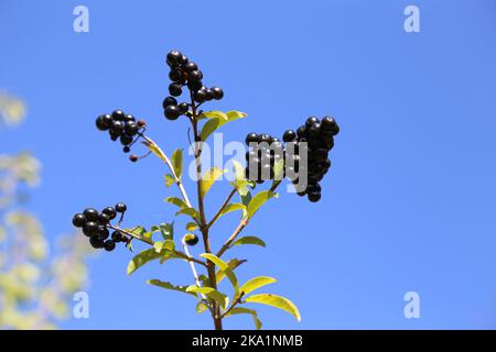 Ligustrum vulgare, Common Privet, Oleaceae. Une plante sauvage en automne. Banque D'Images