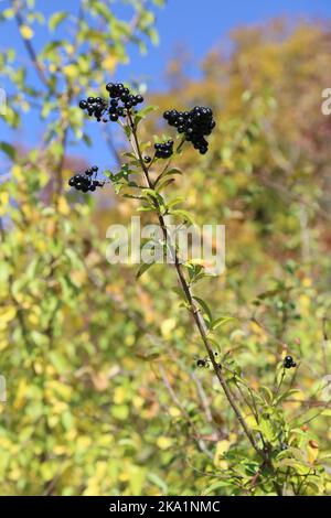 Ligustrum vulgare, Common Privet, Oleaceae. Une plante sauvage en automne. Banque D'Images