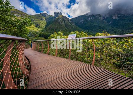 La promenade aérienne de Boomslang à travers la voûte arborescente au jardin botanique national de Kirstenbosch au Cap, Cap occidental, Afrique du Sud. Banque D'Images