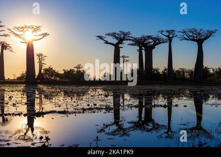 Beaux baobabs au coucher du soleil sur l'avenue des baobabs à Madagascar Banque D'Images