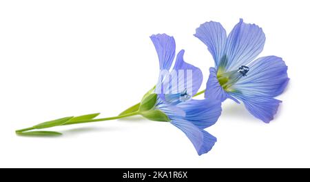 Fleurs de lin bleu isolées sur blanc Banque D'Images