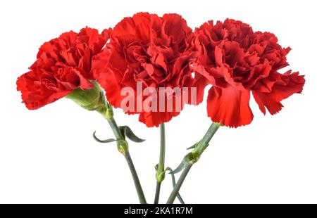 Fleurs d'œillets rouges isolées sur fond blanc Banque D'Images