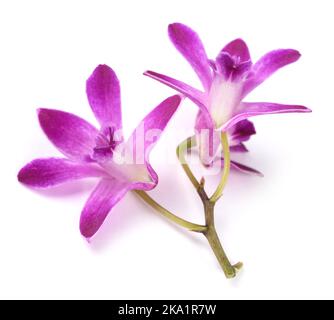 Orchidée rocheuse rose isolée sur fond blanc Banque D'Images