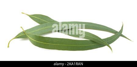 Groupe de feuilles d'eucalyptus isolé sur fond blanc Banque D'Images