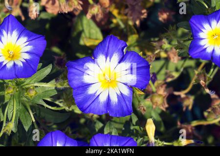 Fleur bleue gloire du matin ou herbe à poux sur la pelouse dans le jardin fleuri. Convolvulus Tricolore Banque D'Images