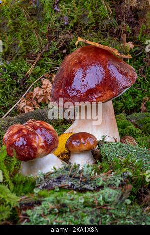 Bolétus edúlis. Boletus dans la forêt. Gros plan sur les champignons porcini en mousse verte Banque D'Images