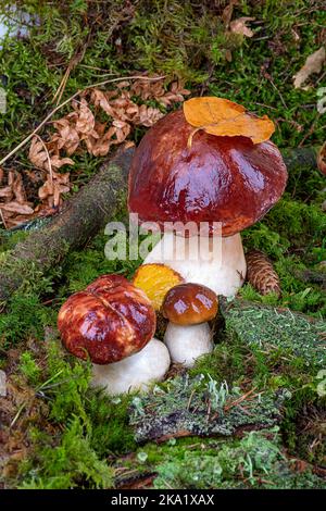 Bolétus edúlis. Boletus dans la forêt. Gros plan sur les champignons porcini en mousse verte Banque D'Images