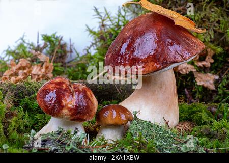 Bolétus edúlis. Boletus dans la forêt. Gros plan sur les champignons porcini en mousse verte Banque D'Images