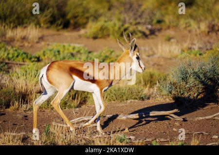 Springbok (Antidorcas marsupialis). Parc national de Karoo, Beaufort West, Western Cape, Afrique du Sud Banque D'Images