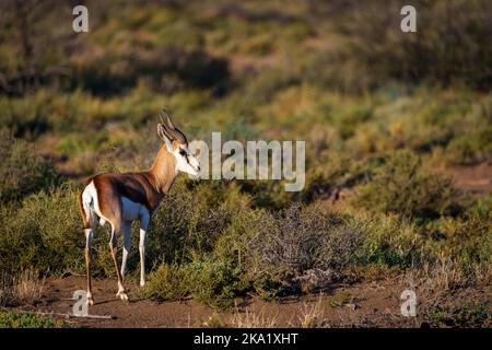 Springbok (Antidorcas marsupialis). Parc national de Karoo, Beaufort West, Western Cape, Afrique du Sud Banque D'Images