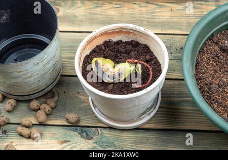 Graines de mangue germées dans un pot de fleurs pour la transplantation. Banque D'Images