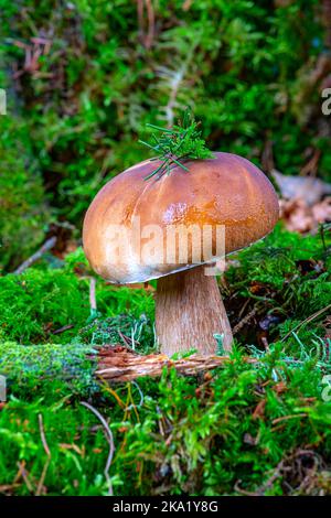 Bolétus edúlis. Boletus dans la forêt. Gros plan sur un champignon blanc en mousse verte Banque D'Images