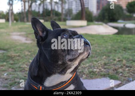 Bouledogue français noir, jusqu'à la demande, pour l'alimentation ou quelque chose à manger Banque D'Images