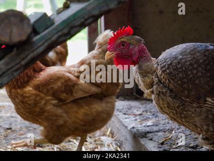 Le poulet gris virant et commençant à un objectif de caméra avec un flock flou dans l'arrière-plan Banque D'Images