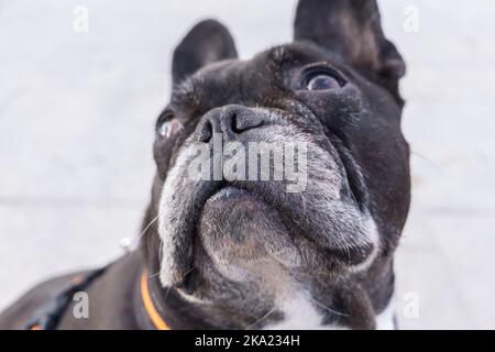 Bouledogue français noir en haut. Selective focus sur le museau du chien isolé sur fond blanc. Banque D'Images