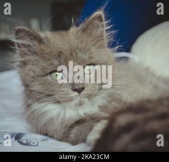 chaton sur le lit Banque D'Images