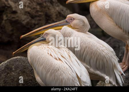 Groupe de pélican reposant sur un lac Pelecanus phippensis Banque D'Images