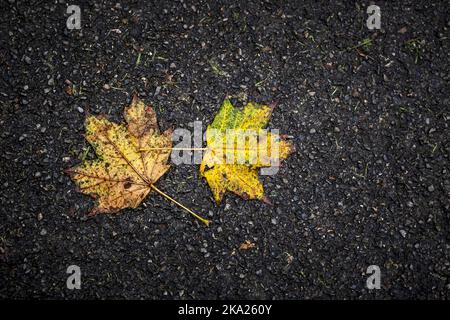 Couleur vive et riche des feuilles d'érable Acer mortes sur le sol en automne en Angleterre au Royaume-Uni. Banque D'Images