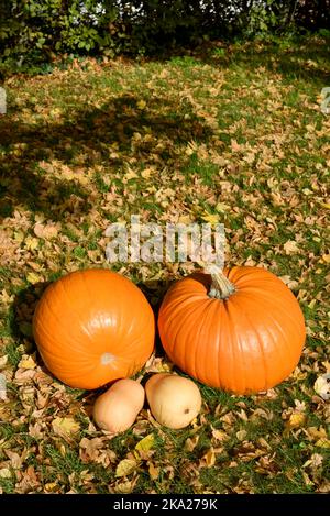 Citrouilles d'orange (Cucurbita pepo) et courbets de noyer cendré (Cucurbita moschata) assis sur l'herbe parmi les feuilles d'automne Banque D'Images