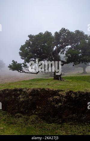 Posto Florestal Fanal le jour brumeux Banque D'Images