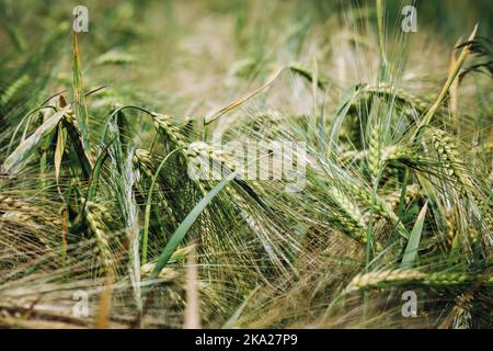 Gros plan sur les épis de grain triticale poussant sur le champ cultivé Banque D'Images