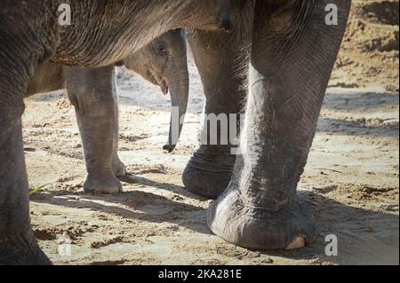 Leipzig, Allemagne. 30th octobre 2022. Le petit éléphant de taureau du zoo de Leipzig a six semaines. On doit maintenant donner un nom au fils de Pantha et de VOI Nam. Lundi est la date limite pour soumettre des suggestions de nom pour l'éléphant de taureau né à la fin de septembre. Credit: Heiko Rebsch/dpa/Alay Live News Banque D'Images