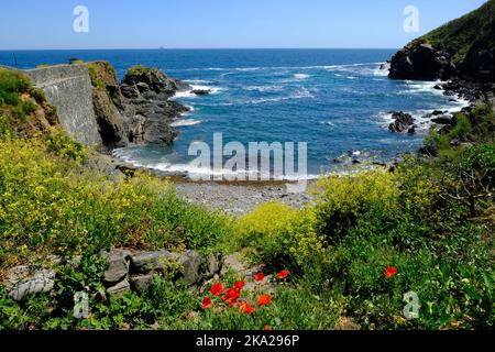 Petite crique et plage à Cadgwith, Cornwall, Royaume-Uni - John Gollop Banque D'Images