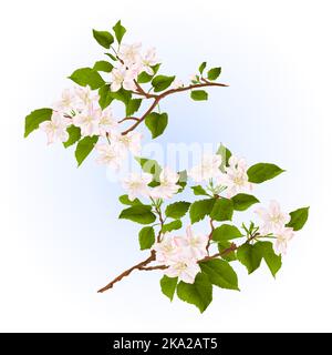 Branches de pommier avec fleurs ensemble deux vintage illustration modifiable main dessiner Illustration de Vecteur