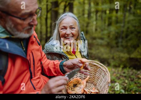 Couple senior cueillant et nettoyant des champignons dans la forêt d'automne. Banque D'Images