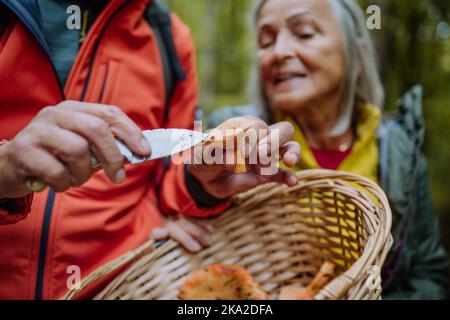 Couple senior cueillant et nettoyant des champignons dans la forêt d'automne. Banque D'Images