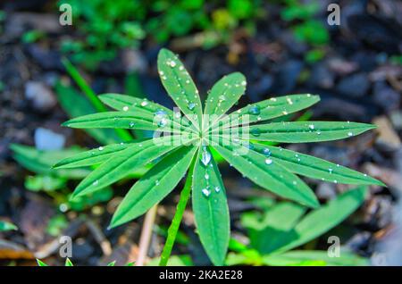 Gros plan de gouttes d'eau sur les feuilles vertes d'un lupin à gros feuilles (Lupinus polyphyllus) Banque D'Images