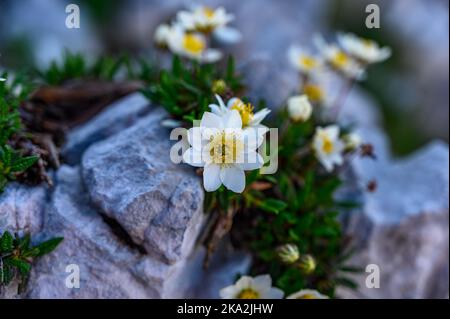 Gros plan d'une fleur Eightpetal Mountain-avens sur fond naturel flou Banque D'Images