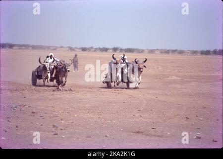 Festival du désert : Kutch est un quartier de l'État du Gujarat à Westen Inde. Rann UtSAV, un festival du désert blanc est une merveille à découvrir lors de votre visite au Gujarat, course hippique, course de chariots de Bullock, course de chameau, festival du Temple sont les types d'événements qui ont lieu pendant le festival. Banque D'Images