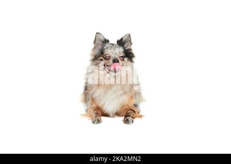 Portrait de petit chien mignon, Poméranie spitz couché sur le sol avec la langue dépassant isolé sur fond blanc. Délicieux Banque D'Images