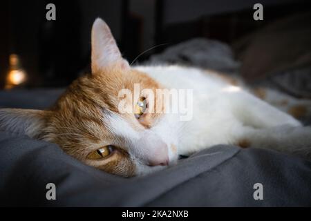 Chat allongé sur le lit Banque D'Images