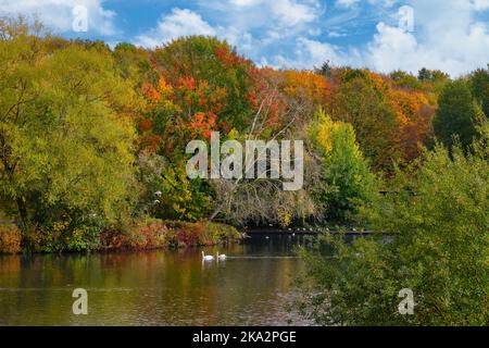 Parc Fairlands Valley Stevenage en automne Banque D'Images